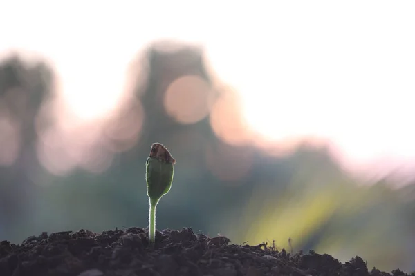 Plante Mici Germeni Creștere Closeup — Fotografie, imagine de stoc