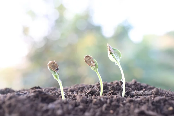 Küçük Filizlenen Bitki Büyüyen Makro Yakın Plan — Stok fotoğraf