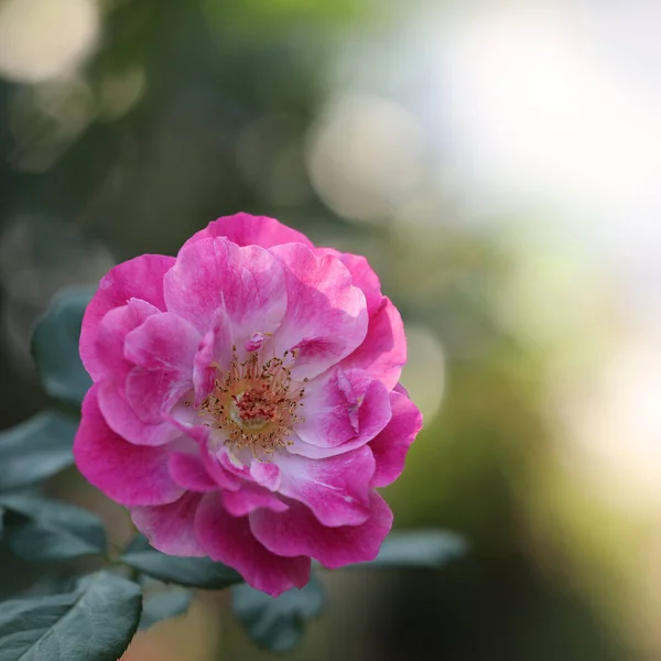 Rózsaszín Rózsa Bokeh Zöld Háttér — Stock Fotó