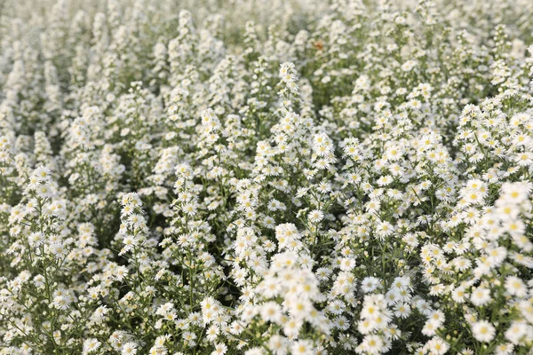 Fresh White Cutter Flower field
