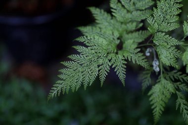 Davallia Soda Fern 'den ayrılır.