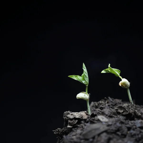 Peas Plant Growing Black Background — Stock Photo, Image