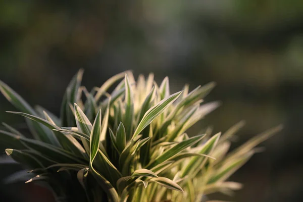 Chlorophytum Comosum Planta Pequeña Spider Macro Primer Plano —  Fotos de Stock