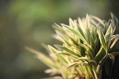 Klorophytum comosum küçük Örümcek bitkisi makro yakın plan