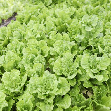 Çiğ yeşil Romaine marul tarlası