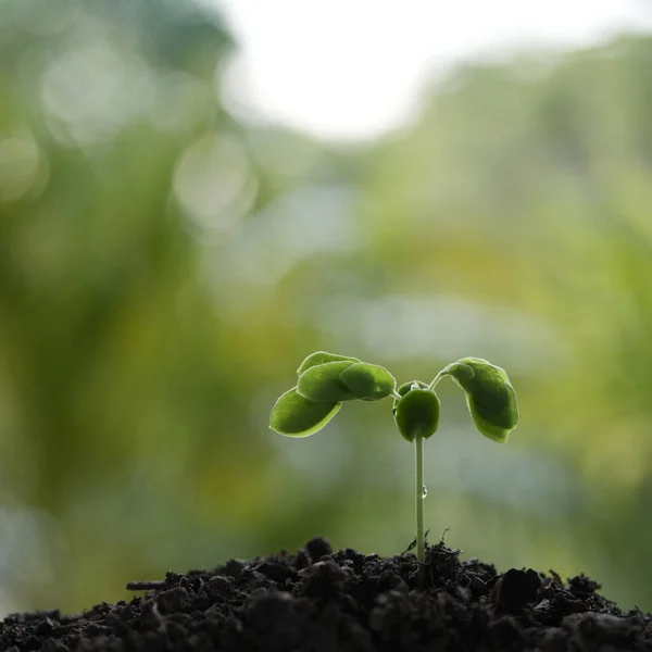 Small Rain Tree Sprout Growing — Stock Photo, Image