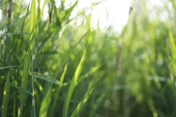 stock image blade of grass green field