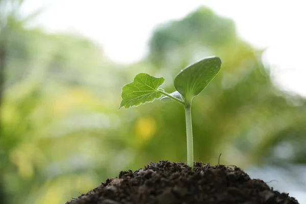 Pequeno Crescimento Broto Planta Crescente — Fotografia de Stock