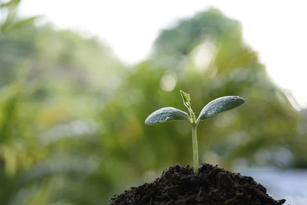 Küçük Bitkiler Çiğ Taneleriyle Büyür — Stok fotoğraf