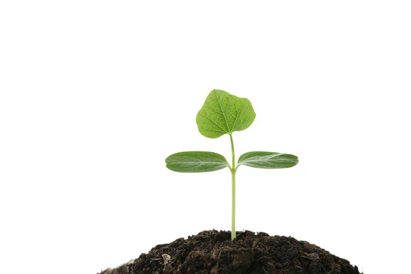 Pequeno Broto Plantas Crescimento Fundo Isolado Branco — Fotografia de Stock
