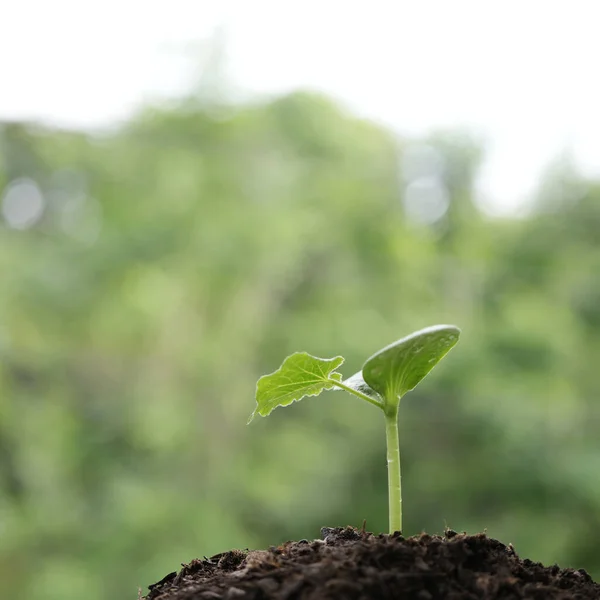 Pequeno Crescimento Árvore Broto Closeup — Fotografia de Stock