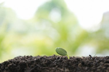 Gelişmekte olan bitkilerin erken gelişimi