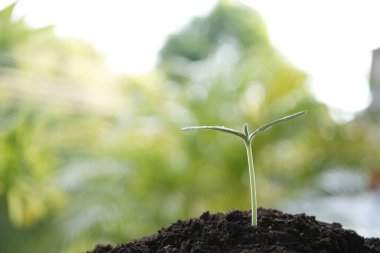 Yeşil filizlenen bitki, yakın plan.