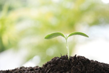 Yeşil filizlenen bitki, yakın plan.