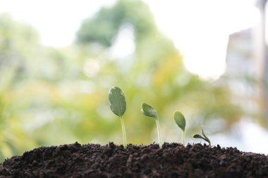 Bitkilerin filizlendiği dört bölge.