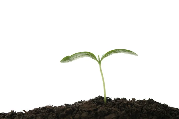 Pequeno Broto Plantas Crescimento Fundo Isolado Branco Fotografia De Stock