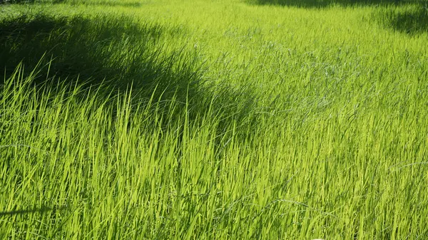 Big Rice Lush Green Field — Stock Photo, Image