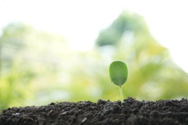 Büyüyen ağaç filizinin ilk hali