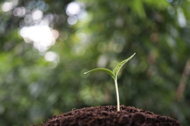 Küçük büyüyen ağaç filizleri.