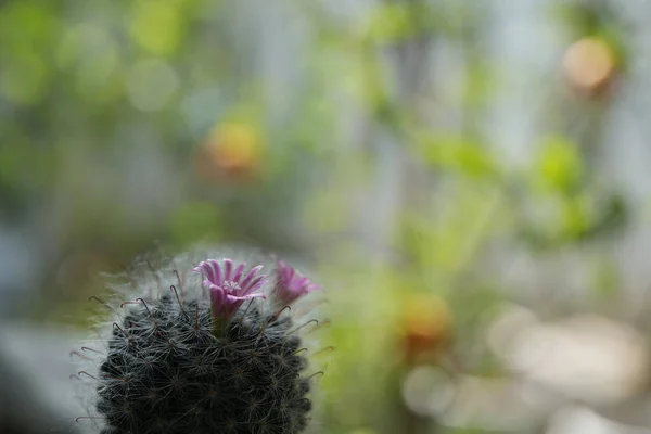 Flor Cactus Rosa Cerca — Foto de Stock