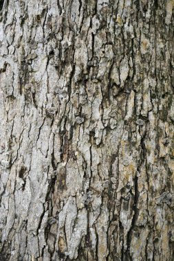 Dipterocarpus Alatus ağacı mantarla kaplanır.