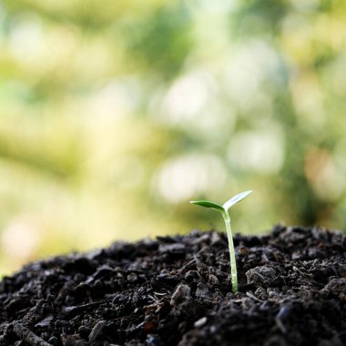Yeşillik arka planı olan küçük, büyüyen bir ağaç filizi.