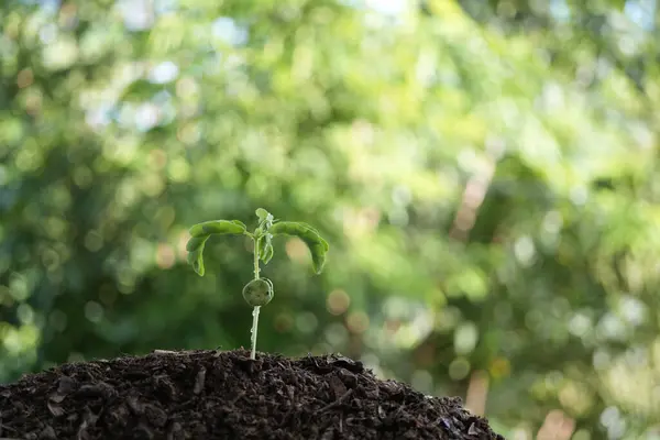 Tamarind growing plant sprout growing