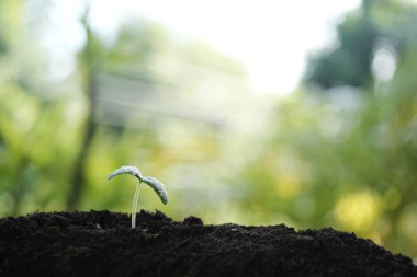 Yeşillik arka planı olan küçük, büyüyen bir ağaç filizi.