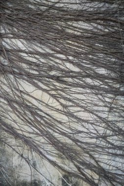 Beton duvarda Banyan ağacı kökleri