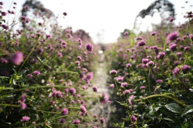Çiçek tarlasında gomphrena havai fişeği çiçeği