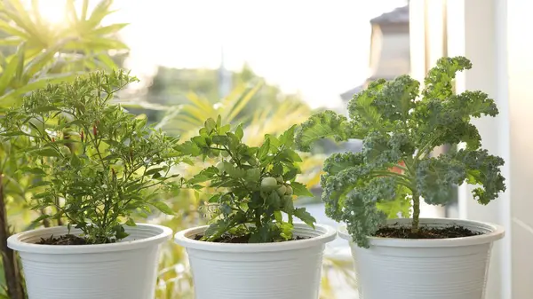 vegetables in pots on the balcony, Hot chilli, Tomato and Curly Kale