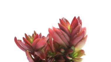 Beyaz izole arkaplanı olan kırmızı sulu çiçek