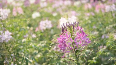 Örümcek çiçeği, Cleome pembe çiçek