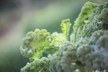 Lahana, domates ve brokoli ev yapımı sebze makrosu.