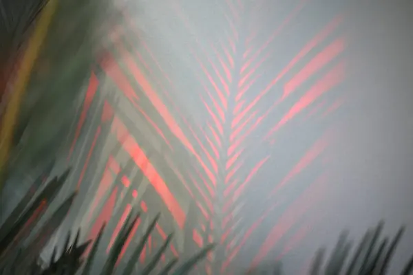 Cycad leaves with red shadow aesthetic background