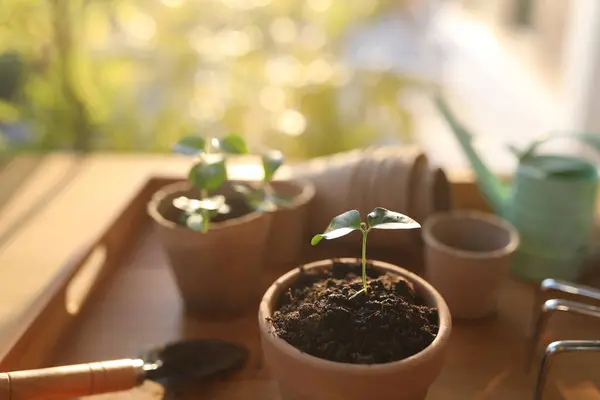 stock image Outdoor gardening small sprout growing plant pots