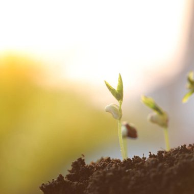 Küçük fidan filizlenen ağaç filizi makro yakın plan.