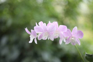 Orkide Dendrobium sp pembe çiçek