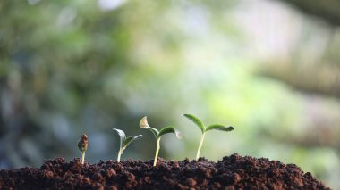 kabak filizleri güneş ışığı makrosu altında büyüyor. Küçük bitkileri kapatıyorlar.