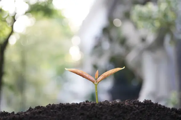 stock image Closeup of Java apple tree sprout growing