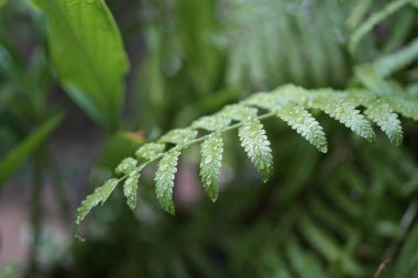 Fern Bitkisi yapraklarının üzerine çiy damlası