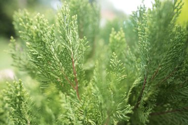 Doğulu Arborvitae yaprakları çok yakın.