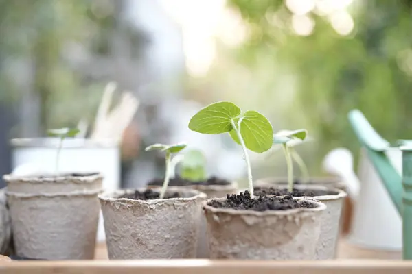 Stock image Outdoor gardening small sprout growing plant in paper pots