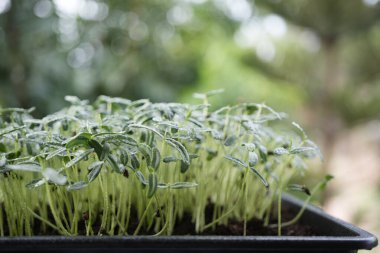 Crotalaria juncea sunn kenevir filizi büyüyen makro bitki yakın plan