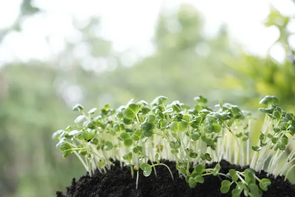 stock image Kaiware sprout growing Microgreen vegetable planting