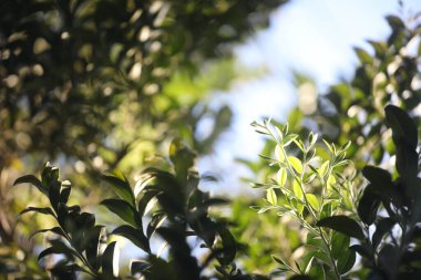 Seylan Abanoz Siyah Abanoz güneş ışığı altında ayrılıyor