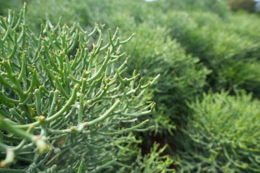 Euphorbia tirucalli,pencil cactus, Indian tree spurge. macro closeup clipart