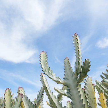 Huernia mavi gökyüzünün altında sulu