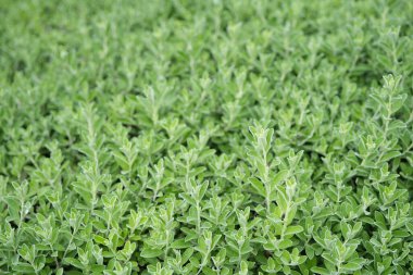 Kül çalısı, mor adaçayı yaprakları