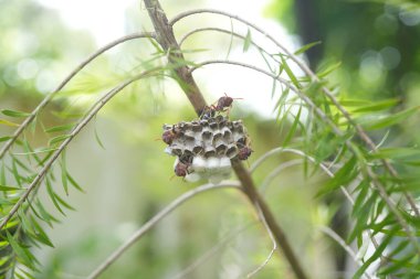 Hymenoptera ve yuvalarının makro görüntüsü.